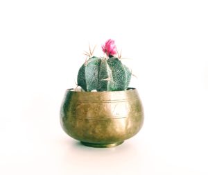Cactus plant in brass pot.